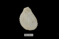 藏品(大白狐蛤)的圖片